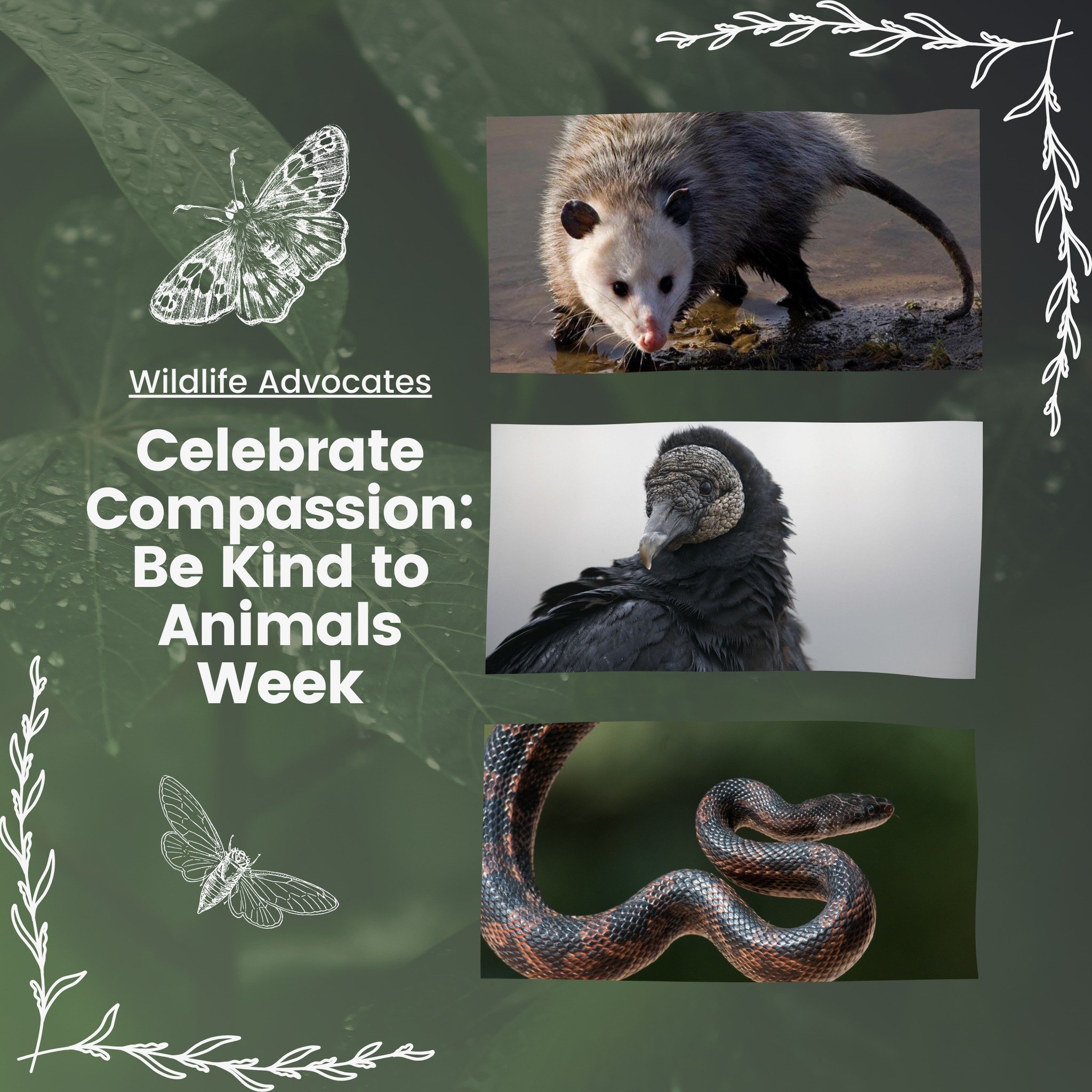 Today is the start of Be Kind to Animals Week!

Wolves are a vital part of our ecosystem, a keystone species, but what backyard critters are also essential to life as we know it?

Opossums look spooky, but they eat ticks out of your yard and pose no 