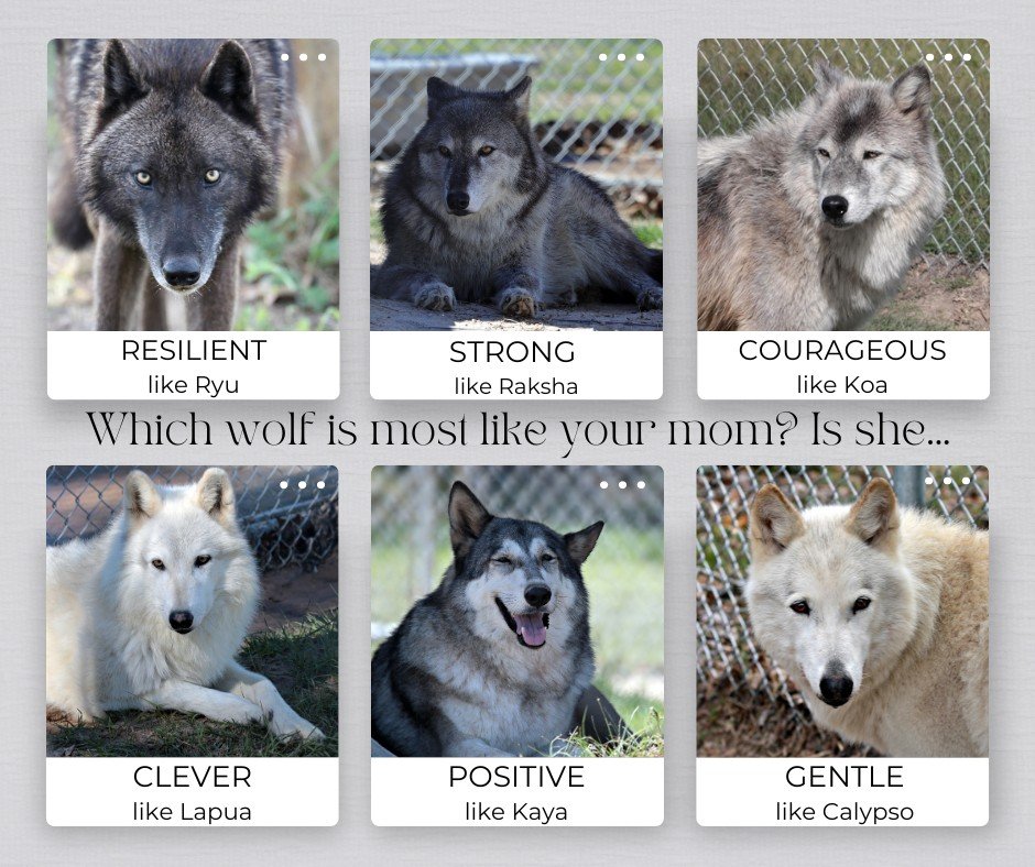 Happy Mother's Day! Which of our girls remind you most of your mom?
All of our wolves and wolfdogs have pasts, stories, and histories that shape who they are today. Let's take a moment to appreciate and send some love to our mothers for starting us o