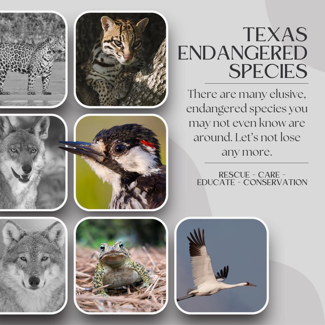 Today is Endangered Species Day. 

Did you know that at one time, Texas was home to jaguarundi, jaguars, red wolves, and  gray wolves? There are so many amazing native species that have now been lost from our Texas ecosystems. 

Today let's take a mo
