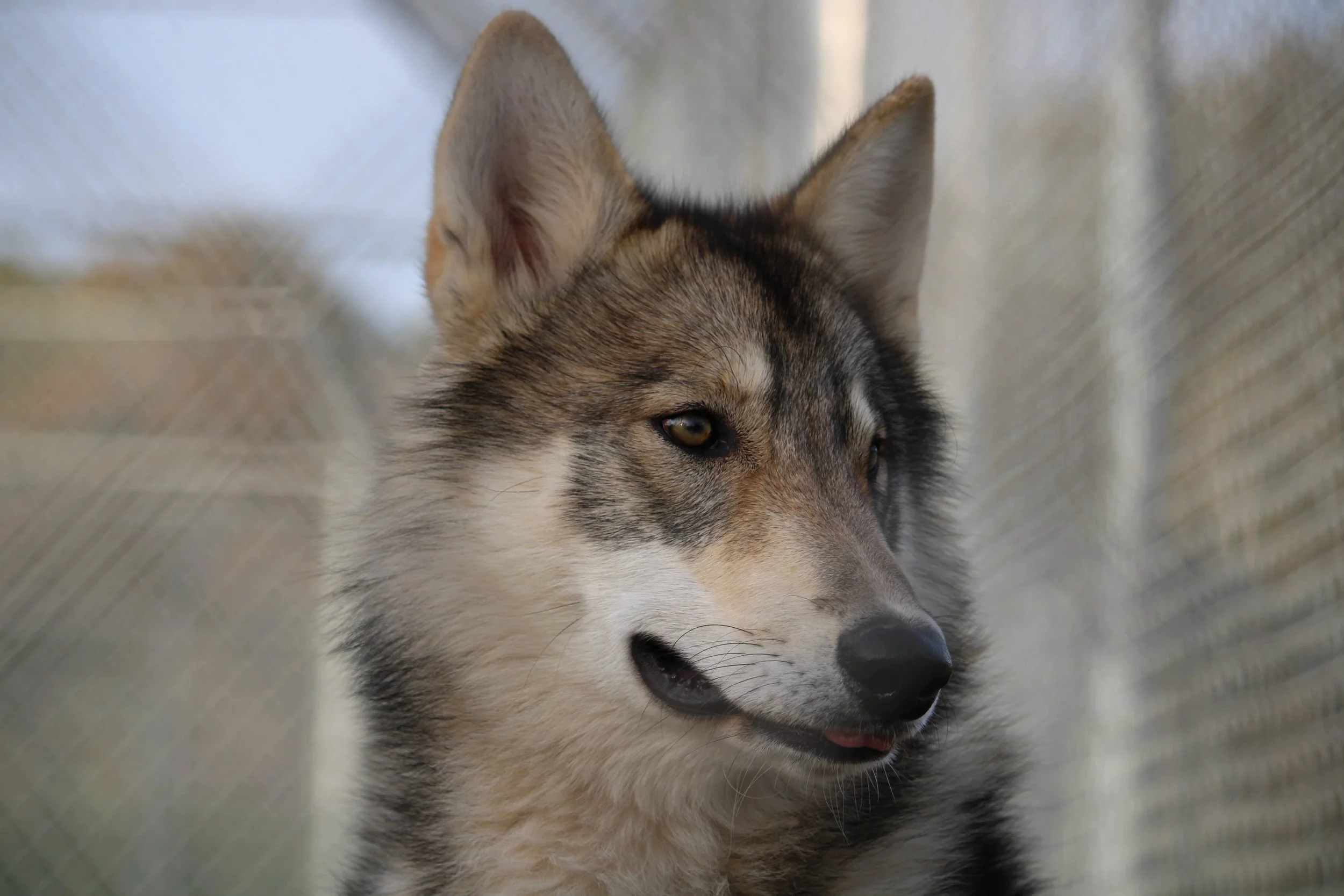 Saint Francis Wolf Sanctuary