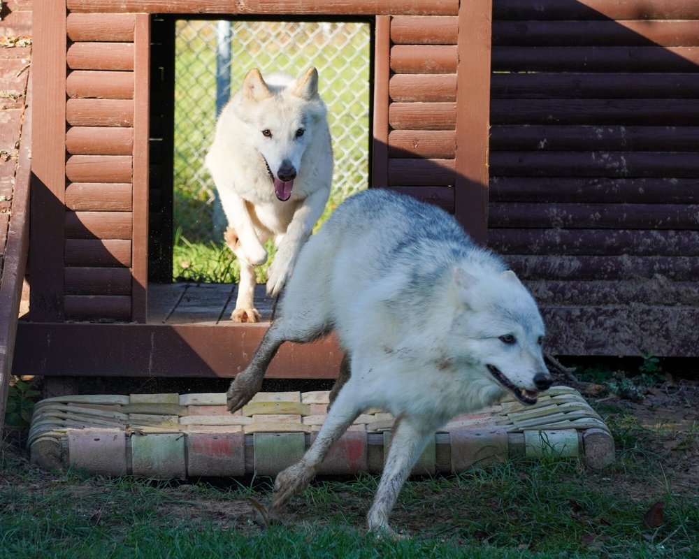 About the Sanctuary — Saint Francis Wolf Sanctuary