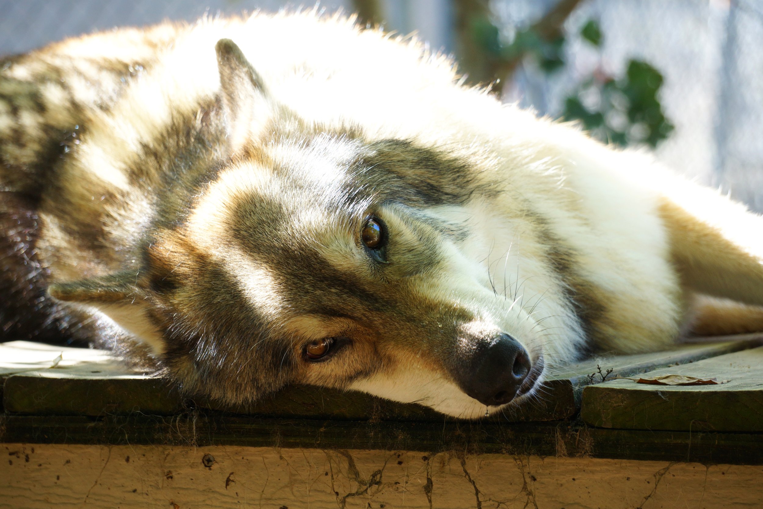 Wolves Growing Grown Wolf