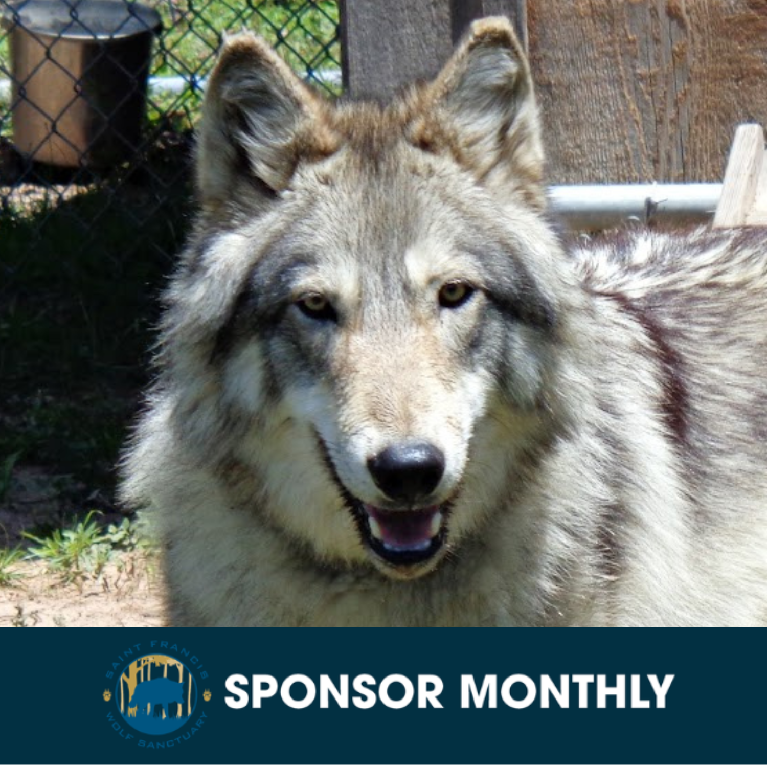 Sponsor Skye - Monthly Donation