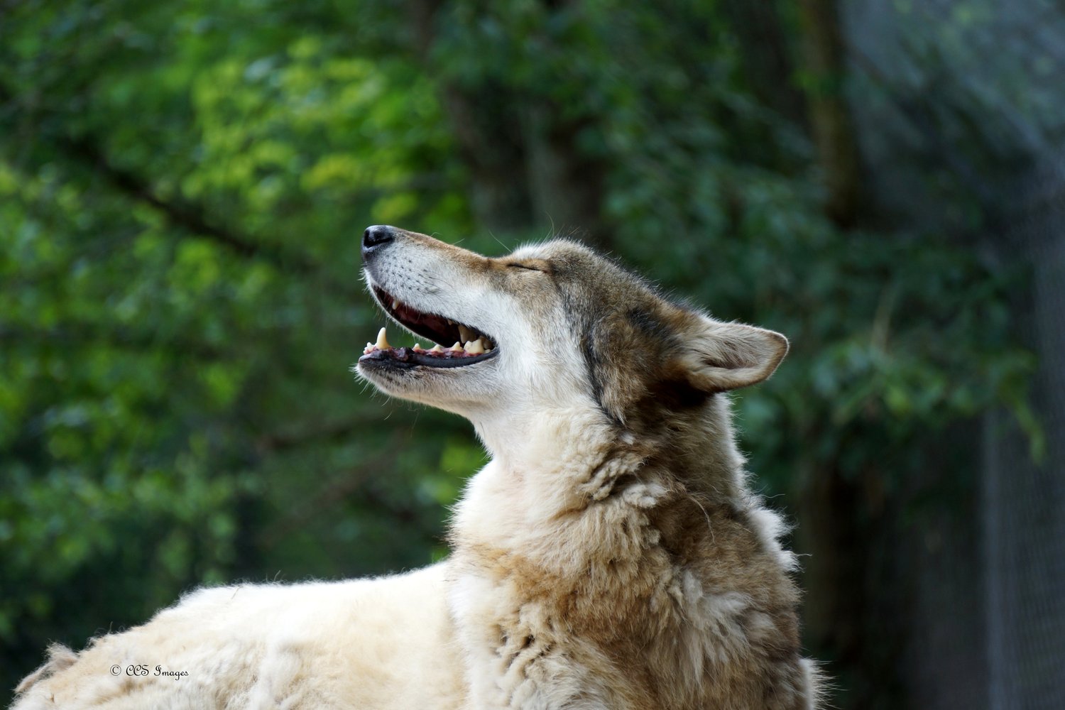 Current Animal Residents — Saint Francis Wolf Sanctuary