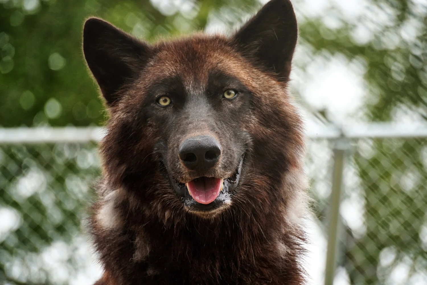 Saint Francis Wolf Sanctuary