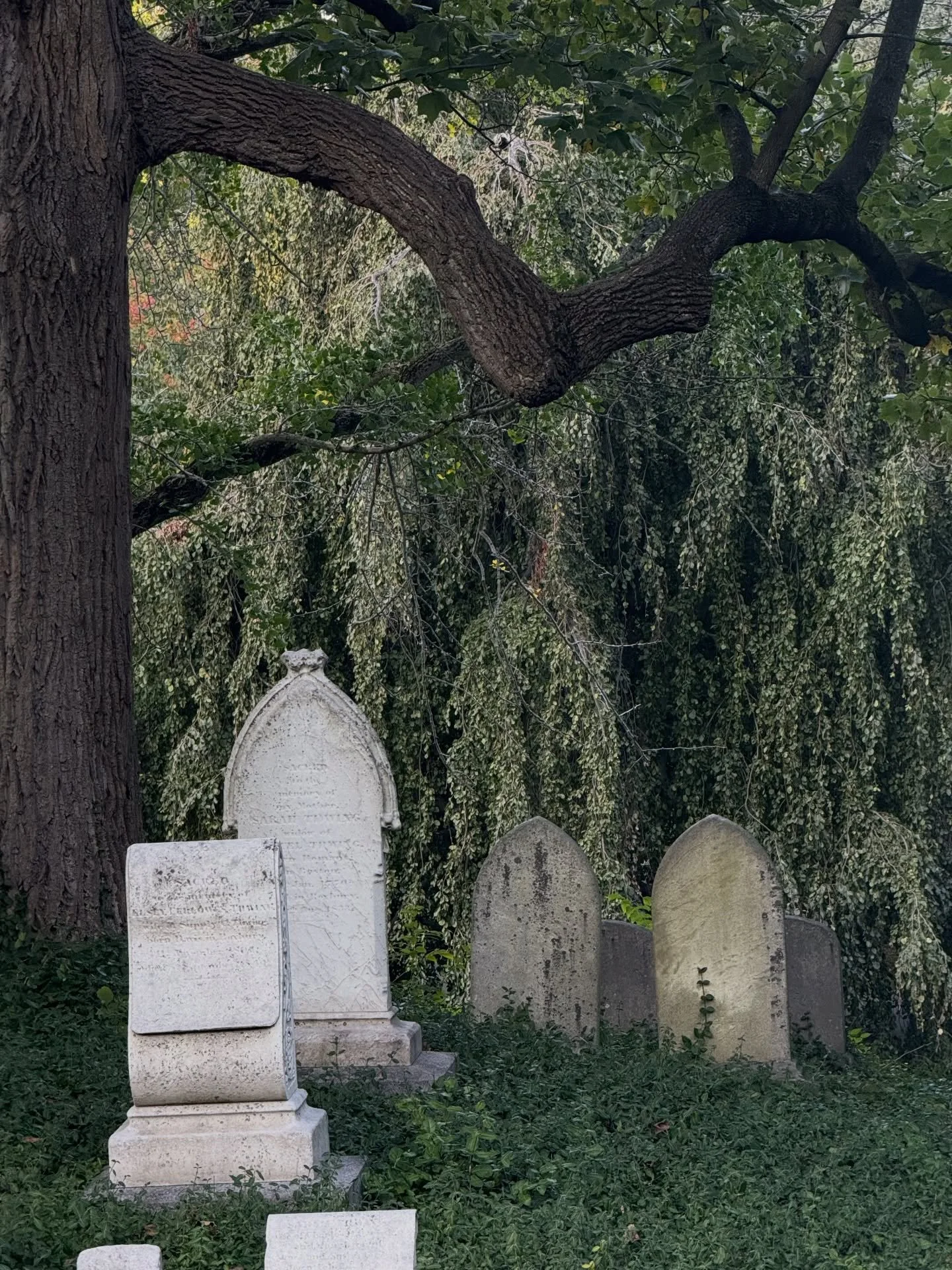 Join us for a nature walk with former Mt. Auburn Cemetery artist-in-residence, Billy Hickey on Sunday, April 12th from 4 - 5:30pm. Planned in conjunction with @reciprocal_ecology , Billy Hickey @ahickeysituation will lead participants in a guided exp