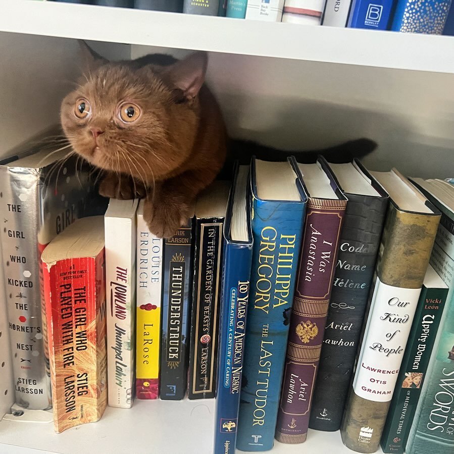 every library needs a librarian and ours loves to hide behind the books where the evil vacuum will never find him 

#bookishkitty #shelfie #booktok #bookaddict #britishshorthair #shelfie #bookstagram #books #bookshelf #bookish #bookworm #booklover #b