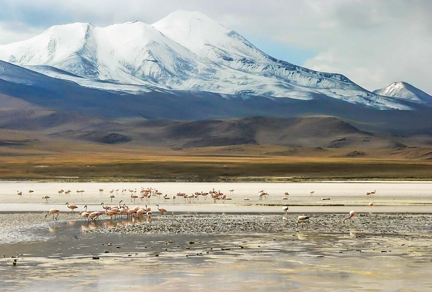 8B-FLAMENGOS, Laguna Chiarcota, Bolivia.jpg