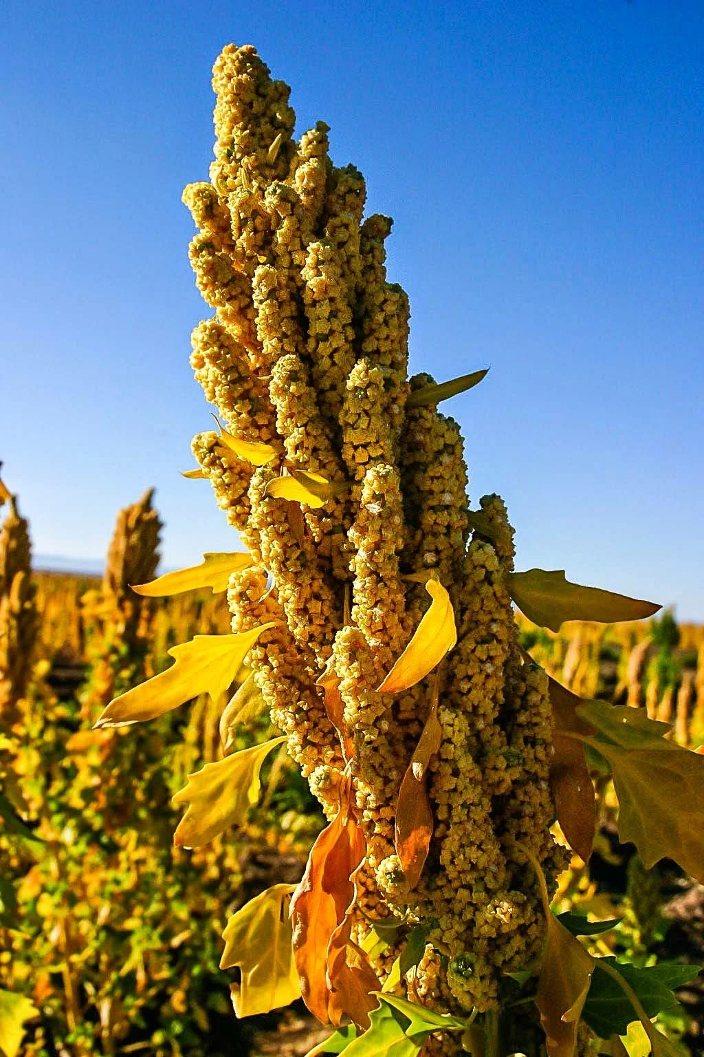 1-QUINOA, Siloli Desert, Bolivia.jpg