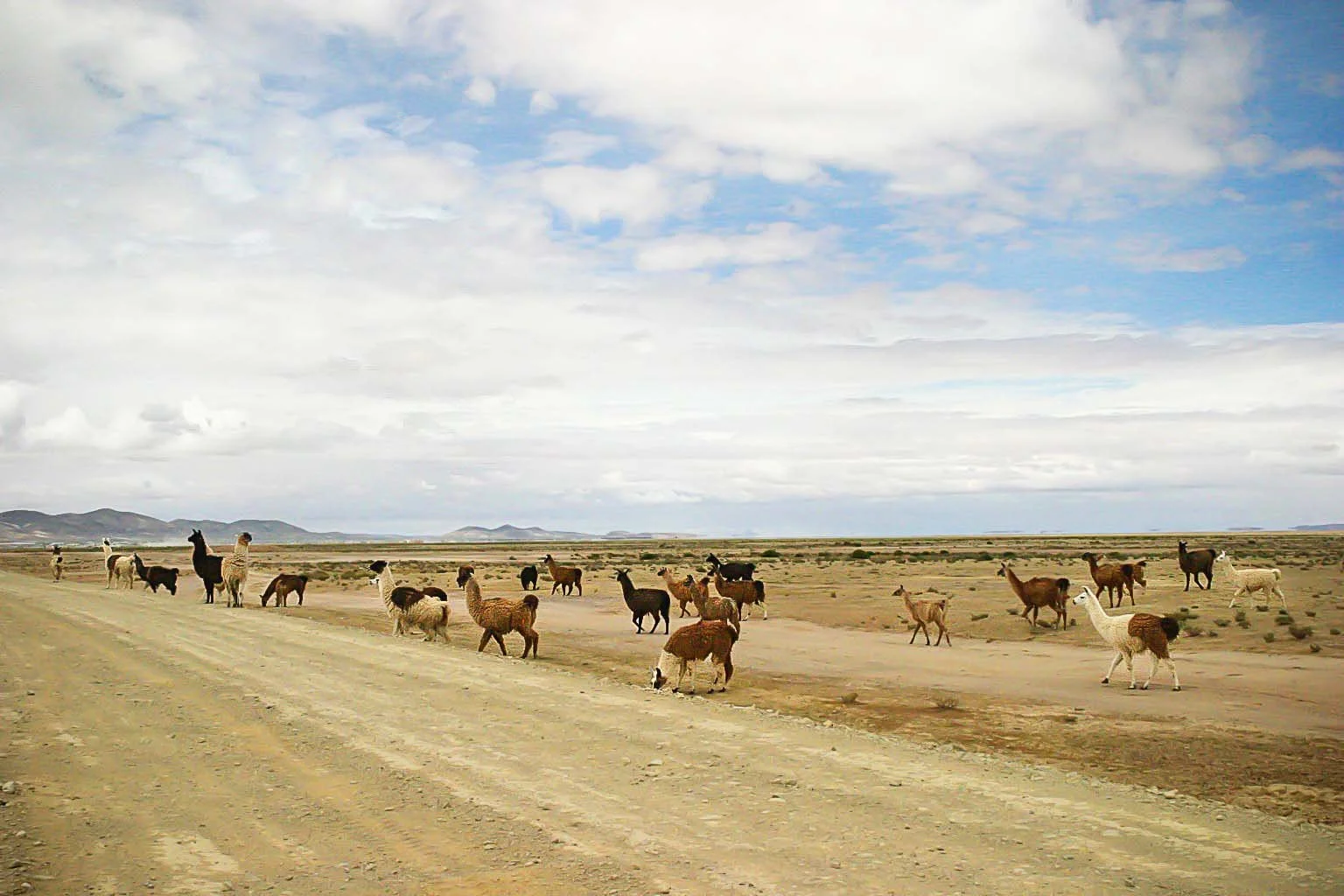 9-LLAMAS, Siloli Desert, Bolivia.jpg
