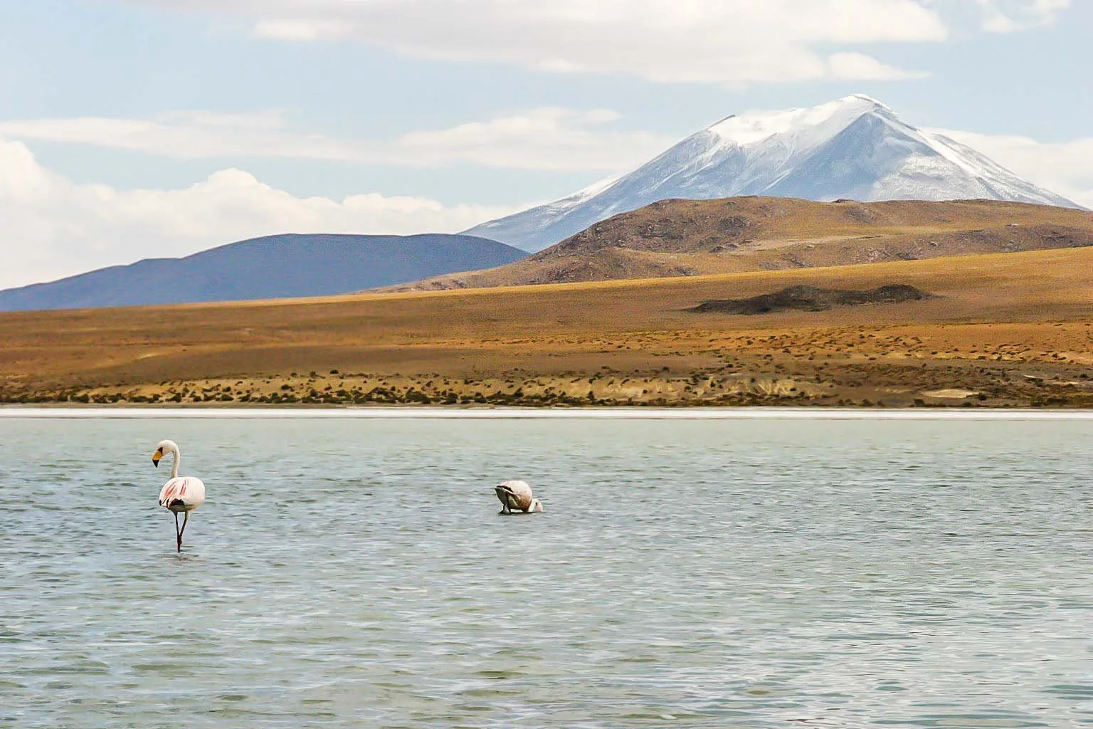 8A-FLAMENGOS, Laguna Cañapa, Bolivia.jpg
