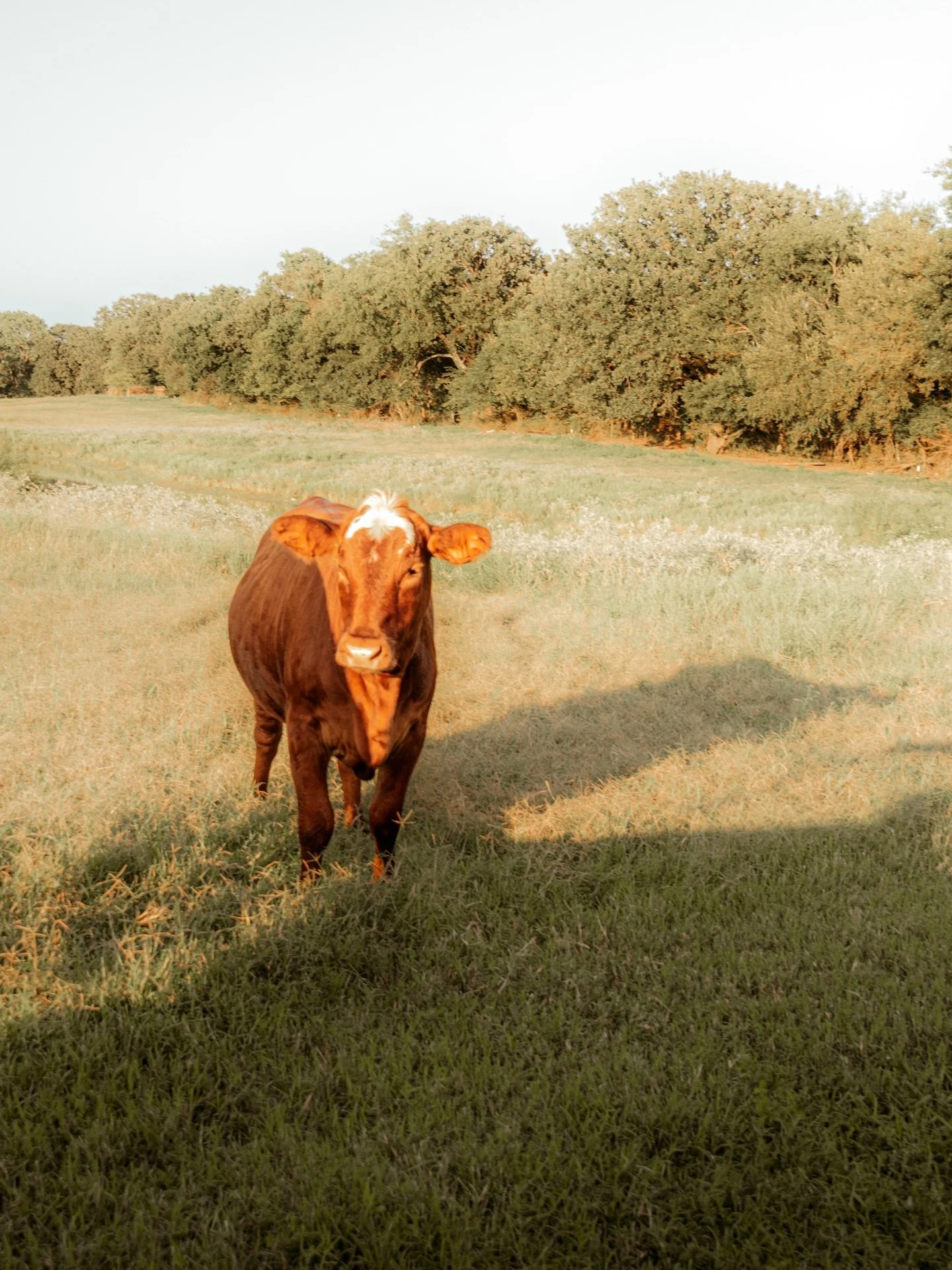 Just over here thinking spring thoughts.
#springphotography #fortworthphotographer #dfwfamilyphotographer #fortworthfamilyphotographer #fortworthtx