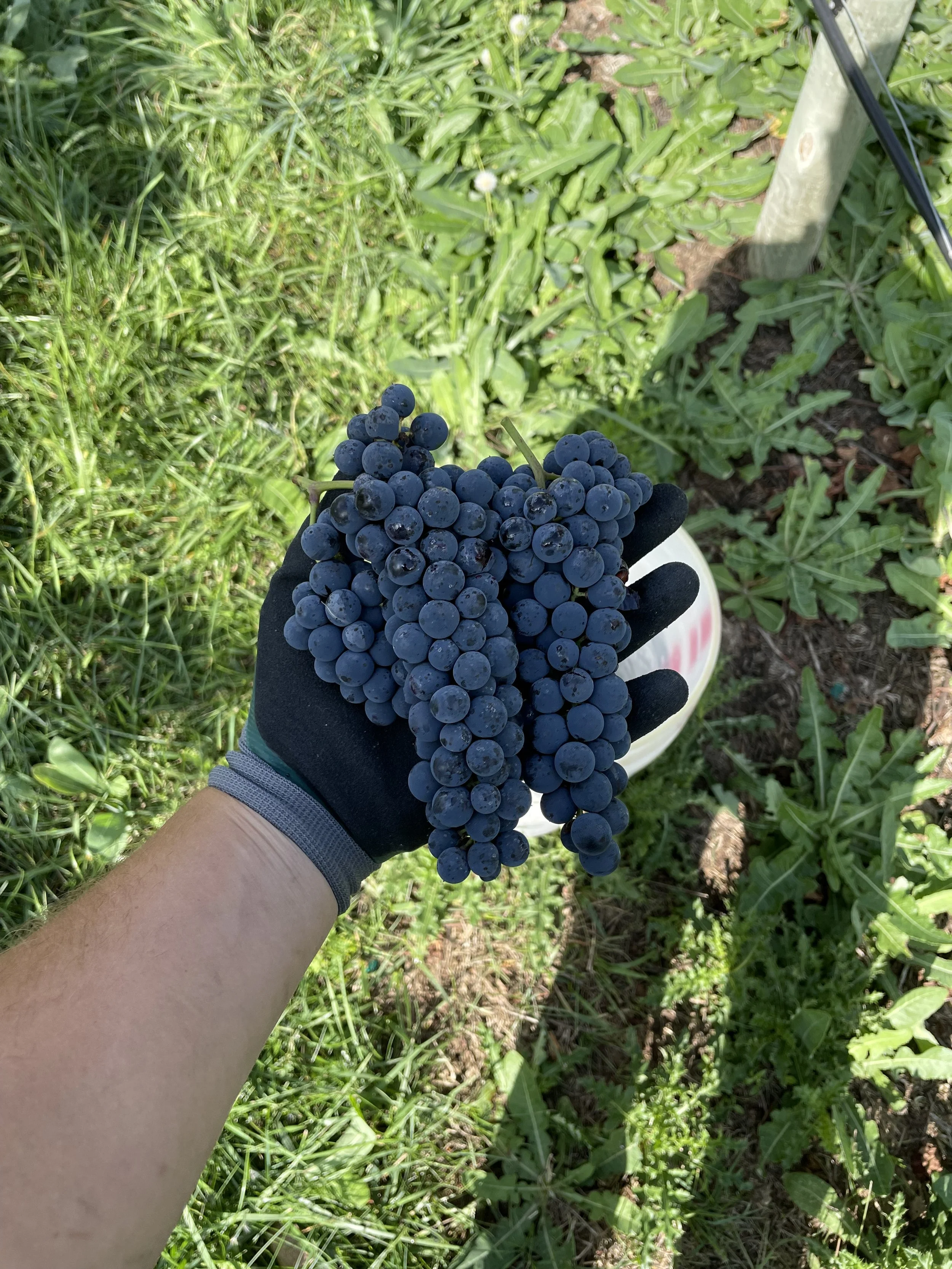 First Commercial Harvest