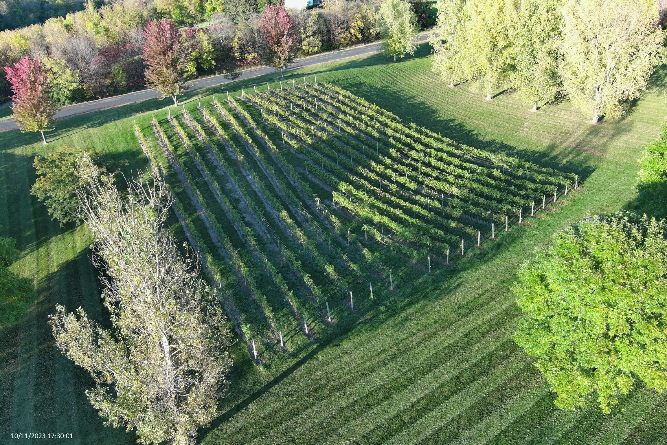 Original Backyard Vineyard at Jack's