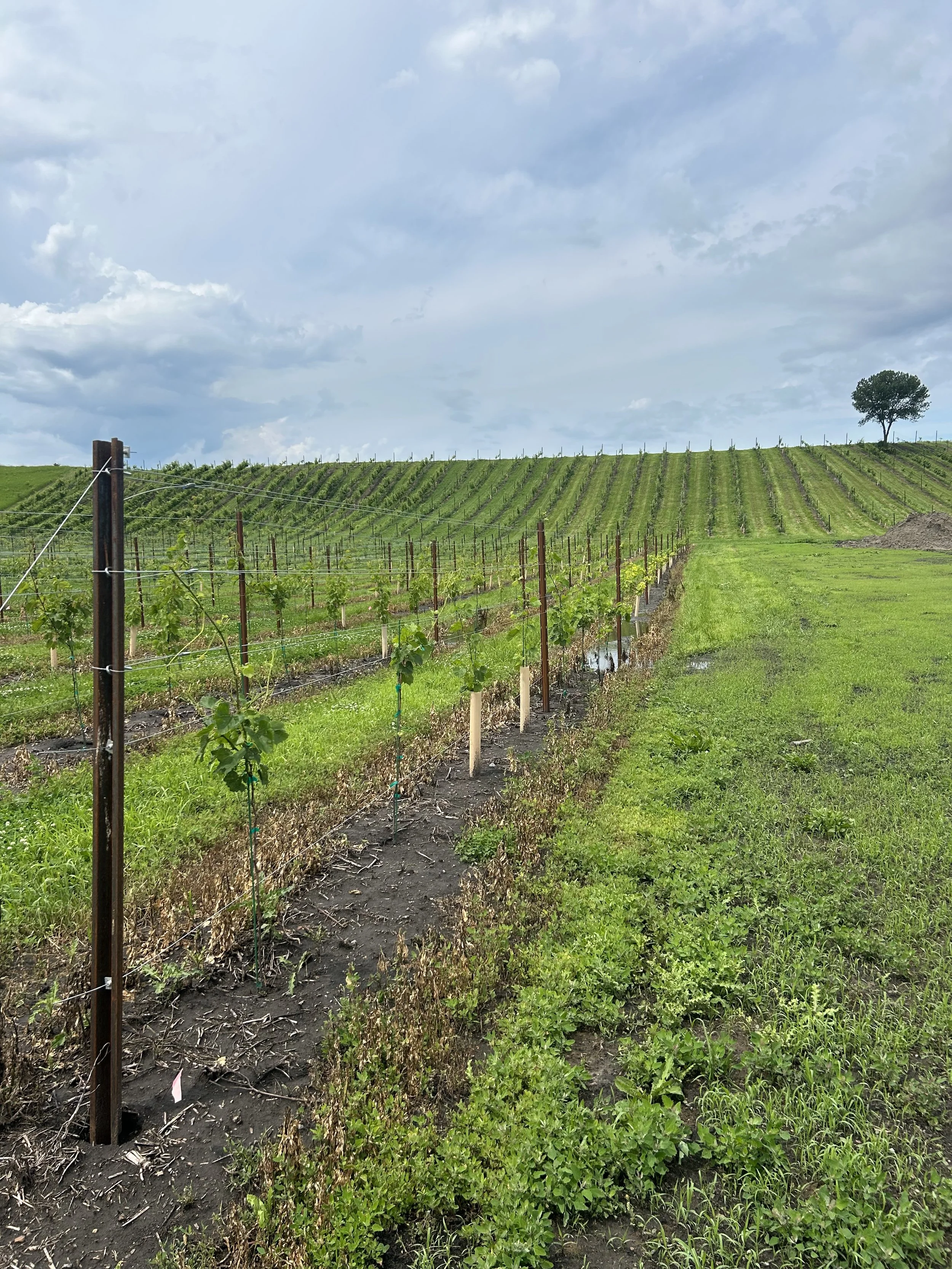 Lower Range Planted