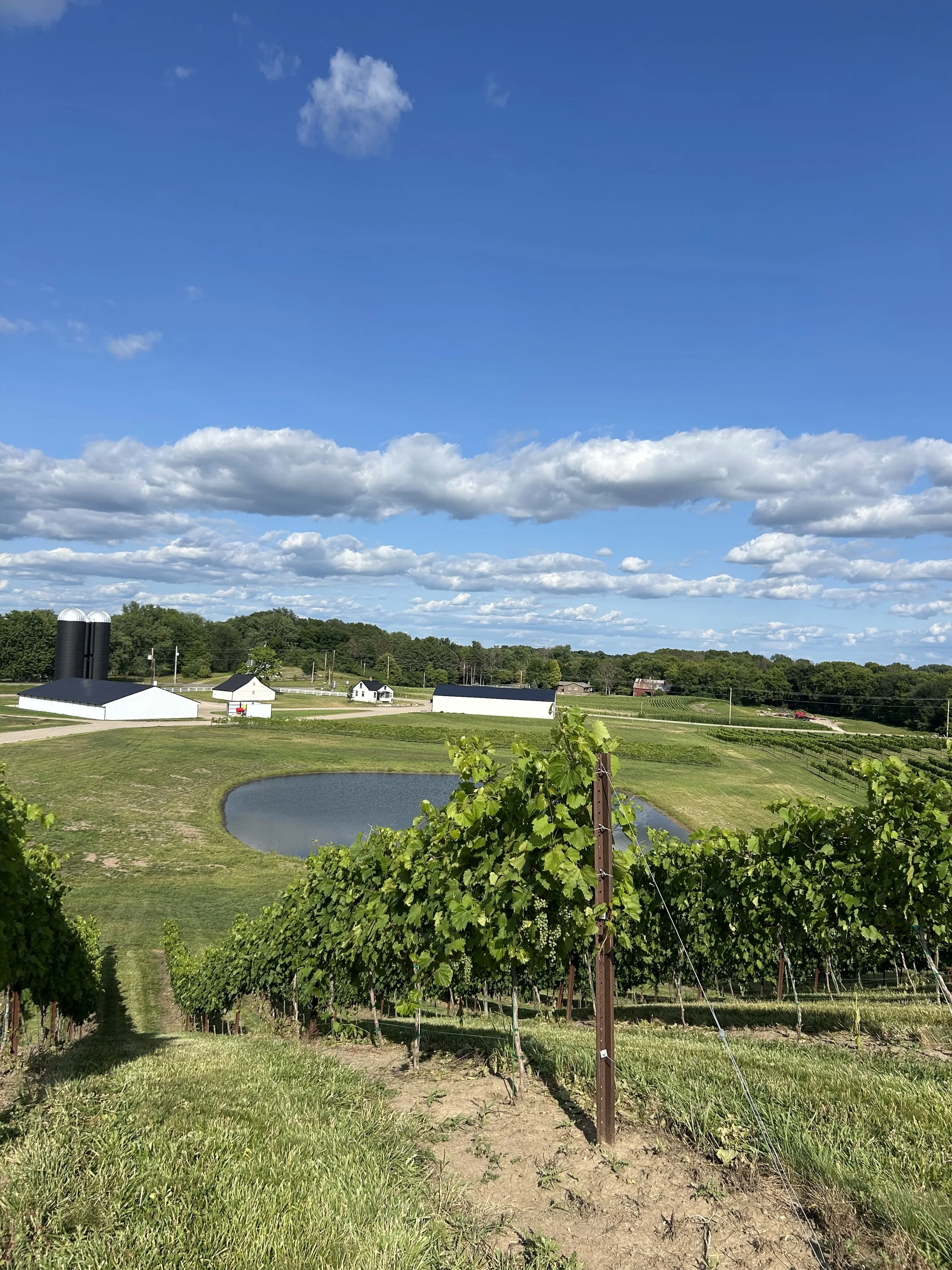 Is that a Vineyard?
