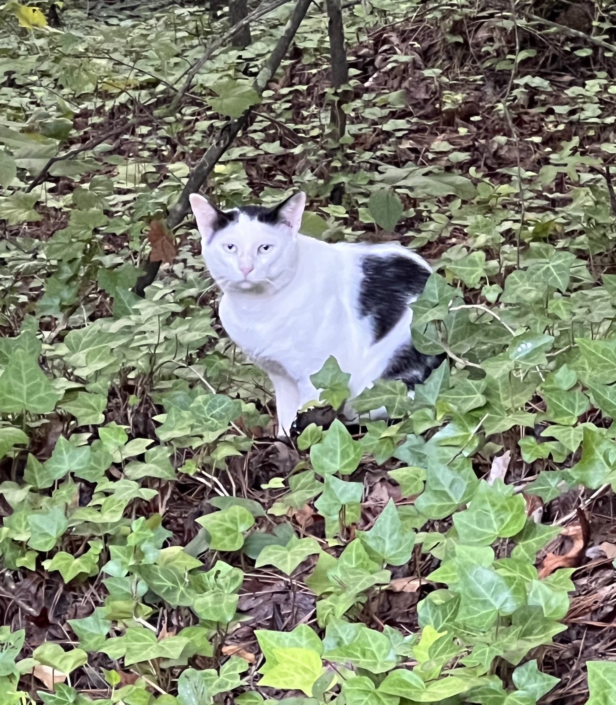 IMG_1197.jpeg