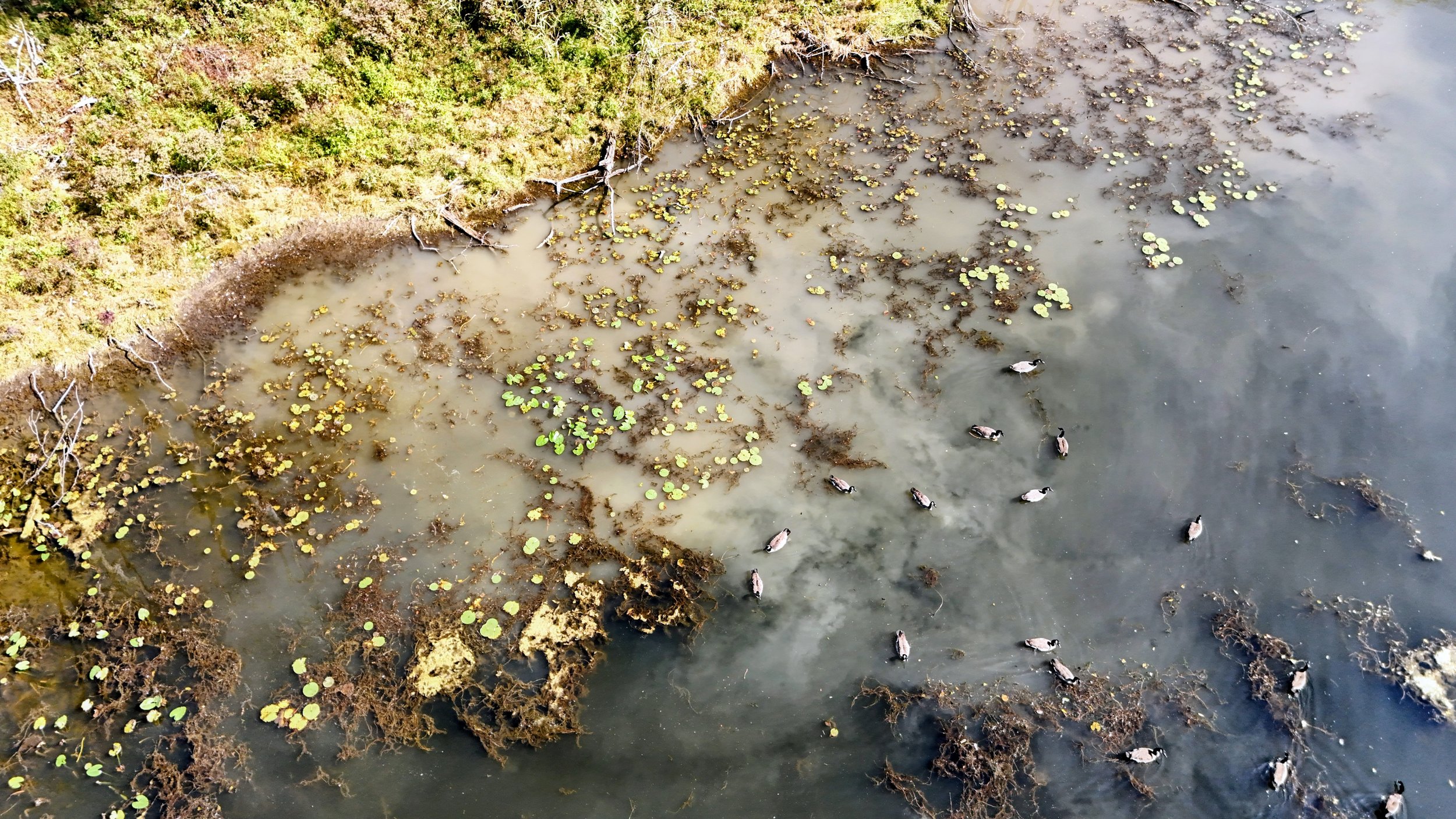 An aerial view of a wetland area with water lilies, algae, and ducks swimming near the shoreline, with a grassy bank on the upper left side.