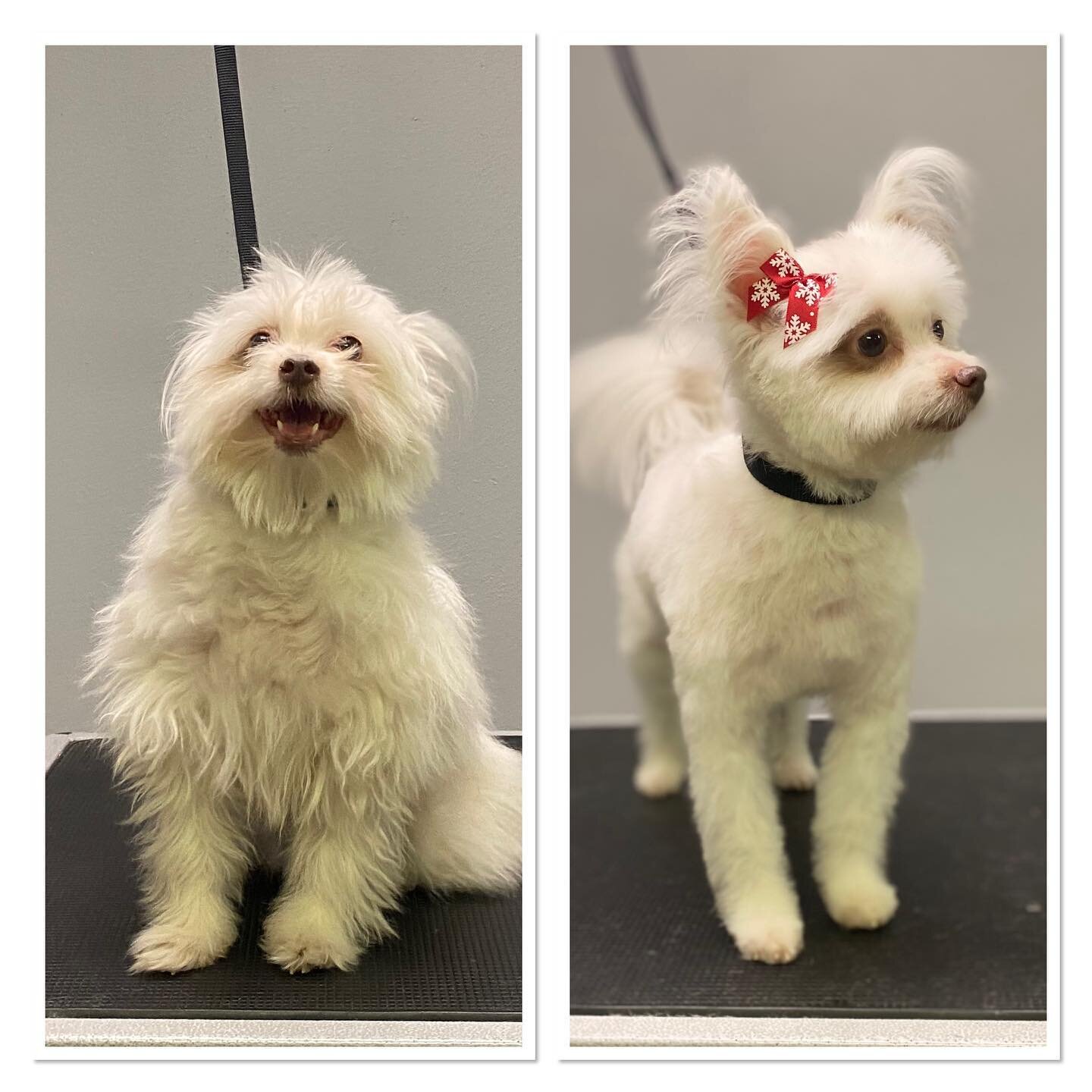 #terasgrooming #beforeandafter #shoplocal #doglovers #grooming #millironplaza