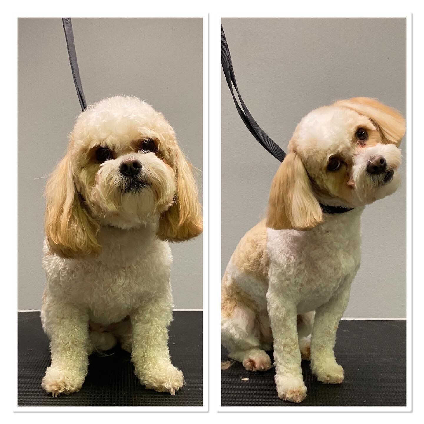 #terasgrooming #beforeandafter #shoplocal #doglovers #grooming #millironplaza