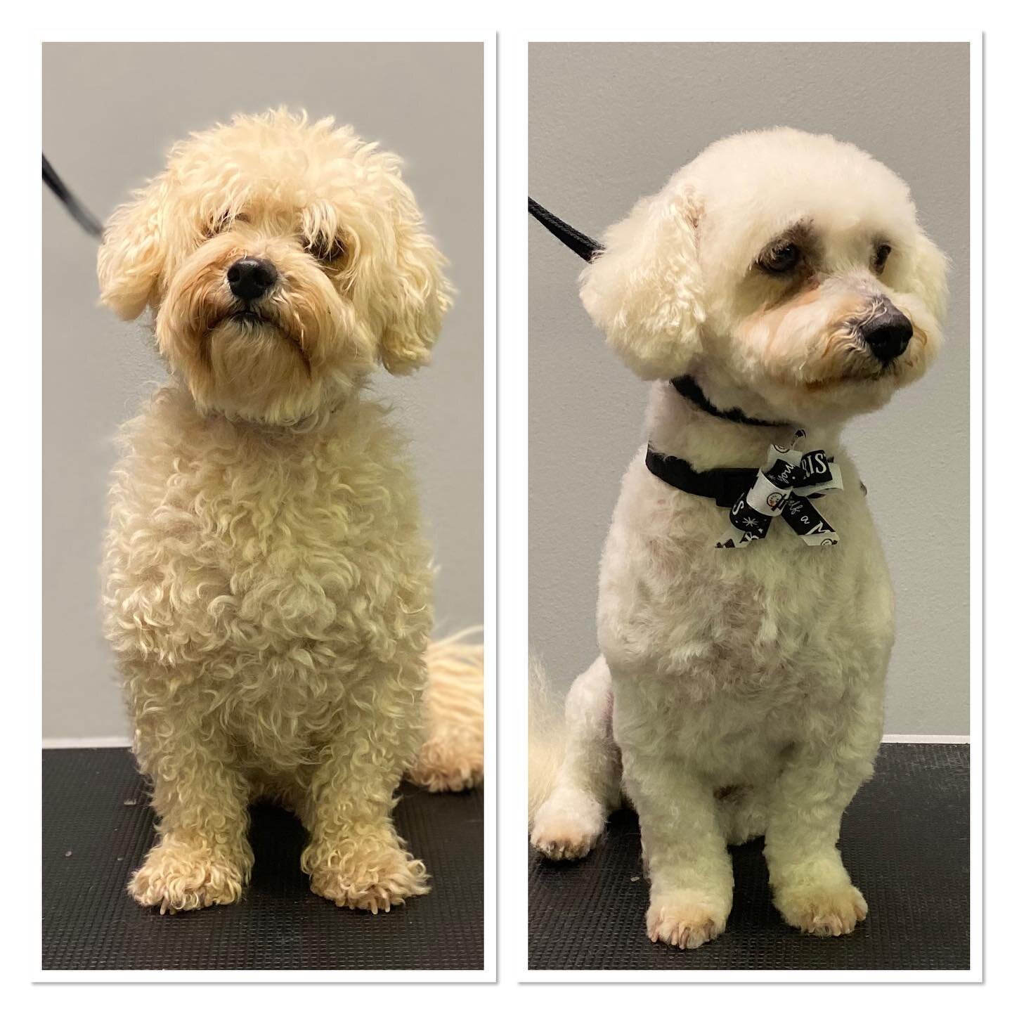 #terasgrooming #beforeandafter #shoplocal #doglovers #grooming #millironplaza