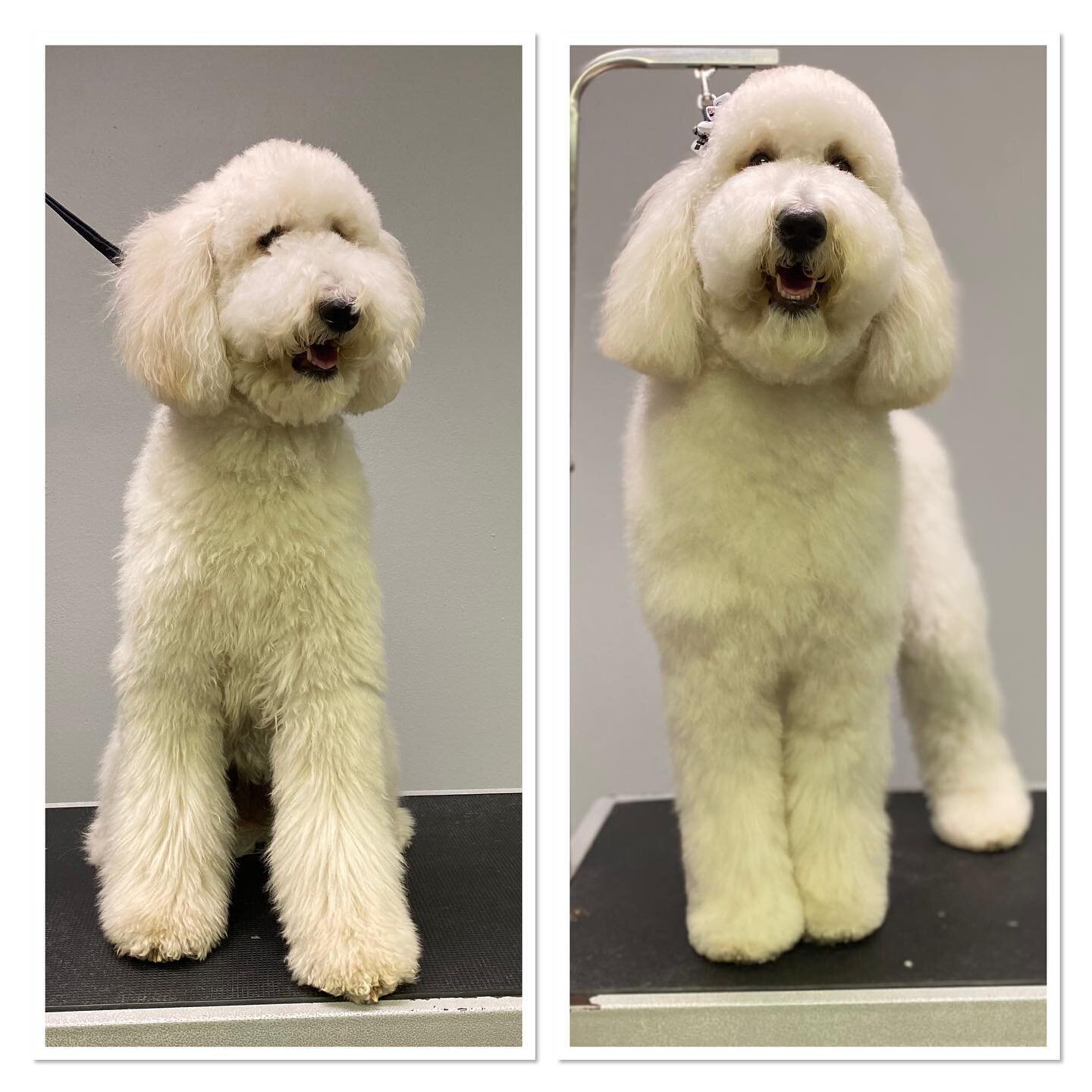 #terasgrooming #beforeandafter #shoplocal #doglovers #grooming #millironplaza