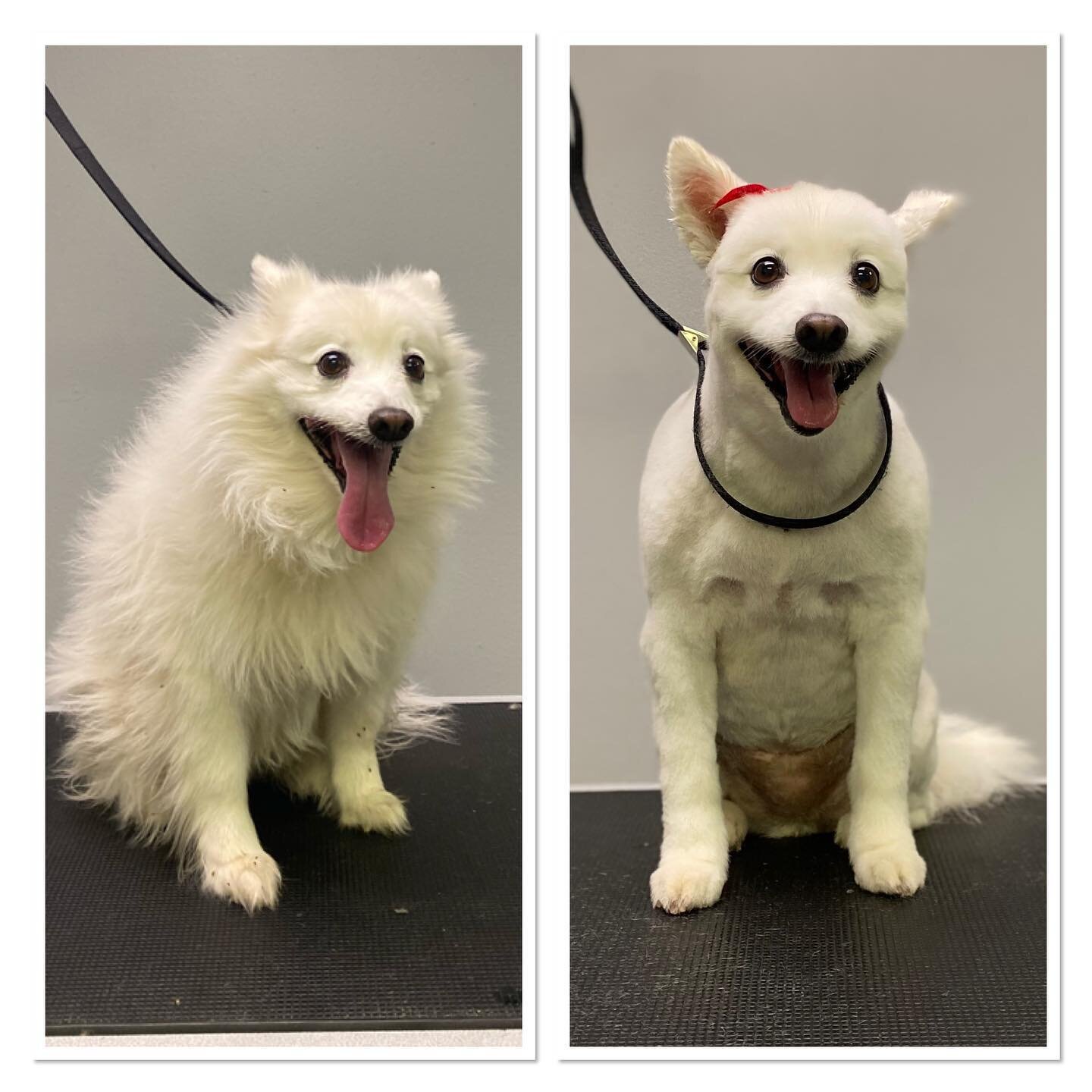 #terasgrooming #beforeandafter #shoplocal #doglovers #grooming #millironplaza