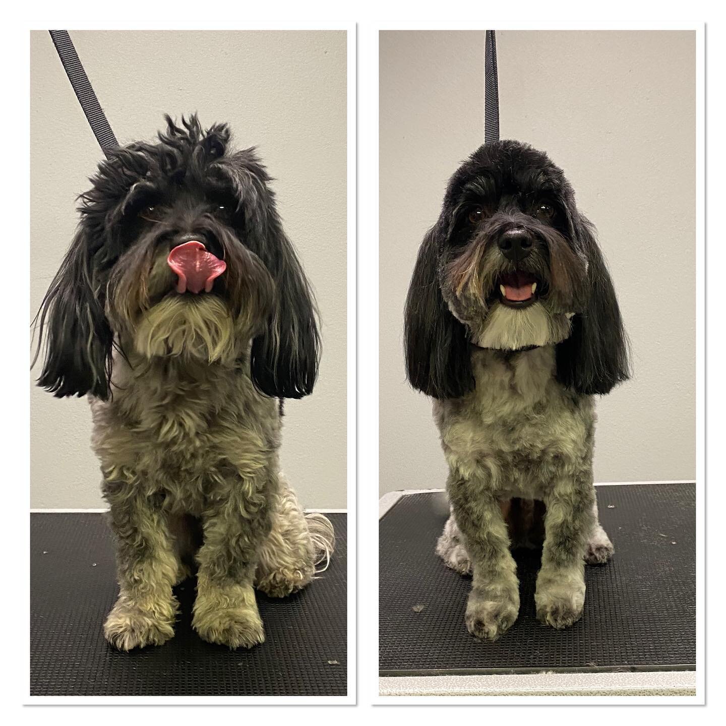 #terasgrooming #beforeandafter #shoplocal #doglovers #grooming #millironplaza