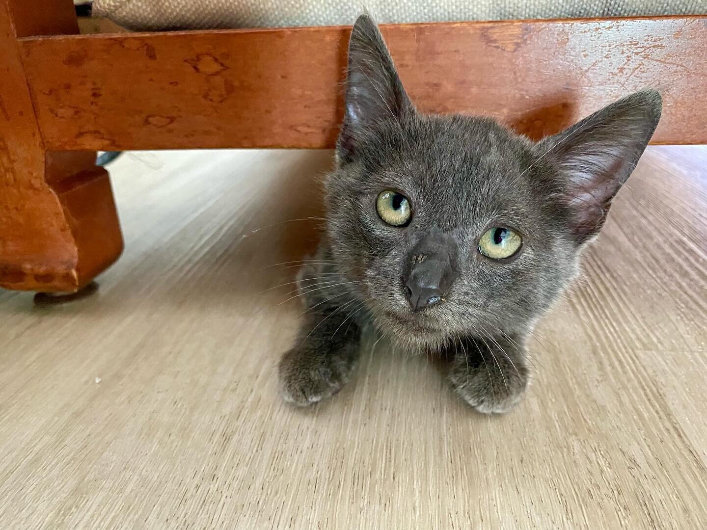 Introducing Koru, named after the unfurling fern, symbolizing new life and new beginnings. He is a male Russian Blue Mix, rescued by one of our fosters near an elementary school dumpster when he was thin and very young. Koru used to roam with a femal