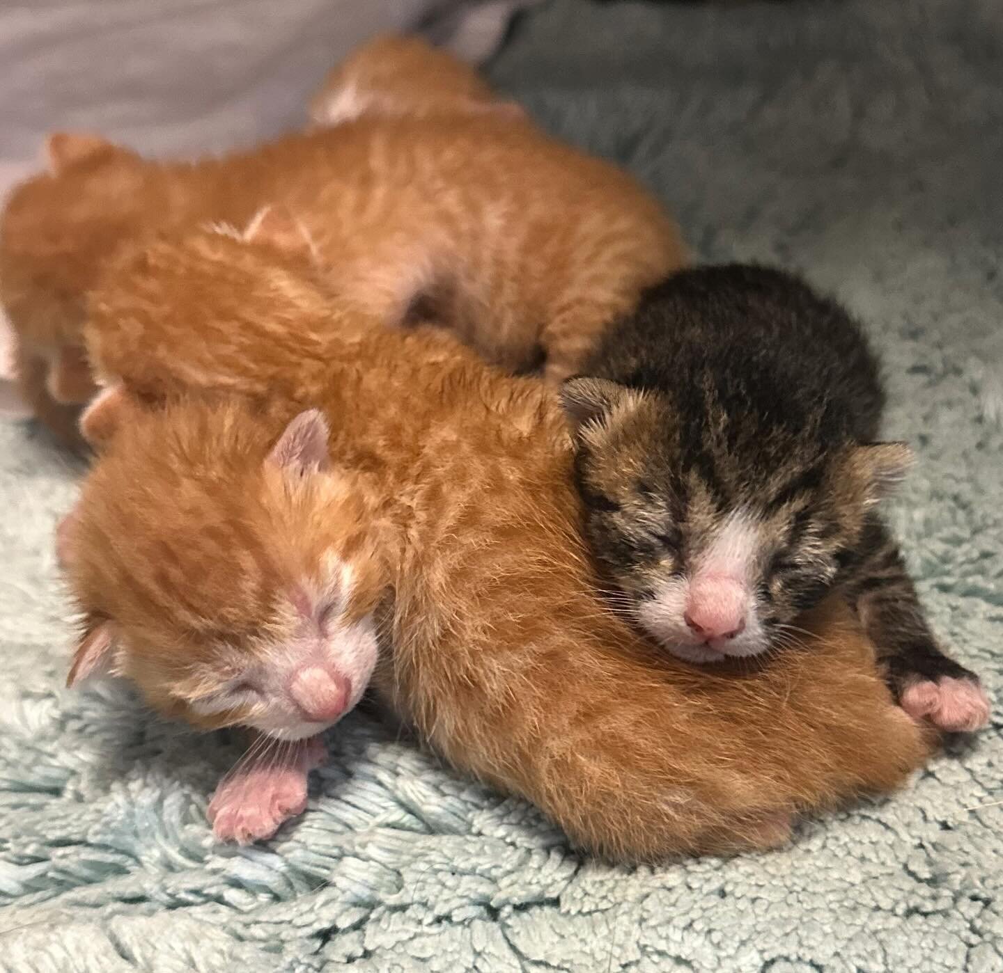 We are seeking to raise approximately $2,000 to support a Mama cat and her five kittens. They were discovered in Waipahu by one of our past adopters, where children were throwing rocks at them. At the time, the mother had recently given birth. The fu