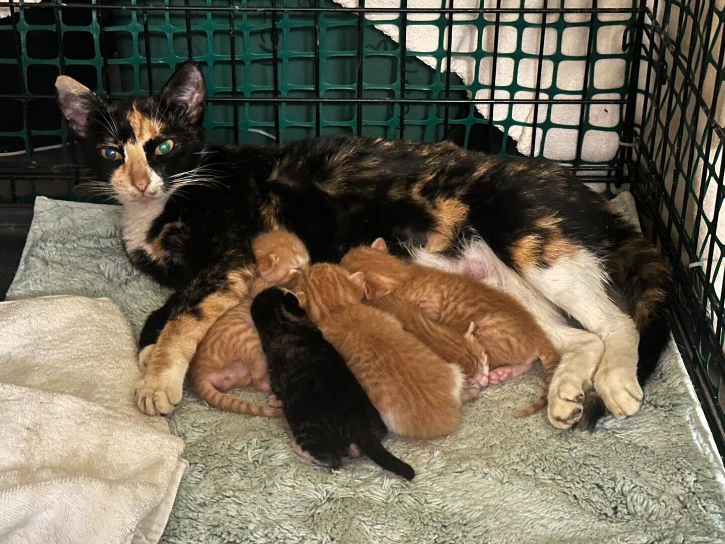 Update: Mama and her 5 kittens are doing well. They will remain in foster care until the kittens reach an appropriate age for spaying/neutering and are ready to be put up for adoption. Each donation received will directly contribute to the ongoing su