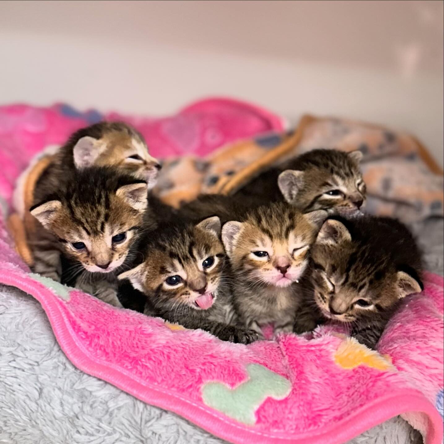 Emergency Intake: Mama was hit by a car near Pali Momi, leaving 6 kittens without a mom. A kind lady who was caring for them had contacted KAT Charities because she was unable to feed them since they were not latching onto the miracle nipples. They w