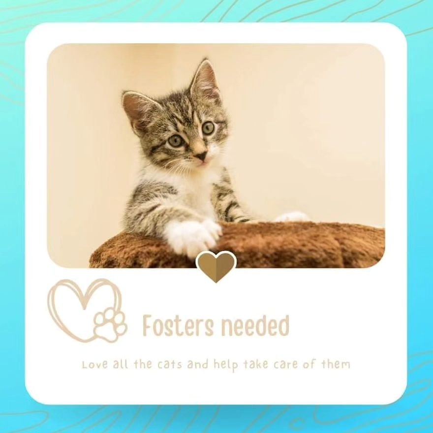 We are desperately in need of more fosters!
KAT Charities would cover all vet care and medicine if needed! All you have to provide is food,litter and love!! 🐾
If you can help let us know and we will send you the link to our foster application.
KAT C