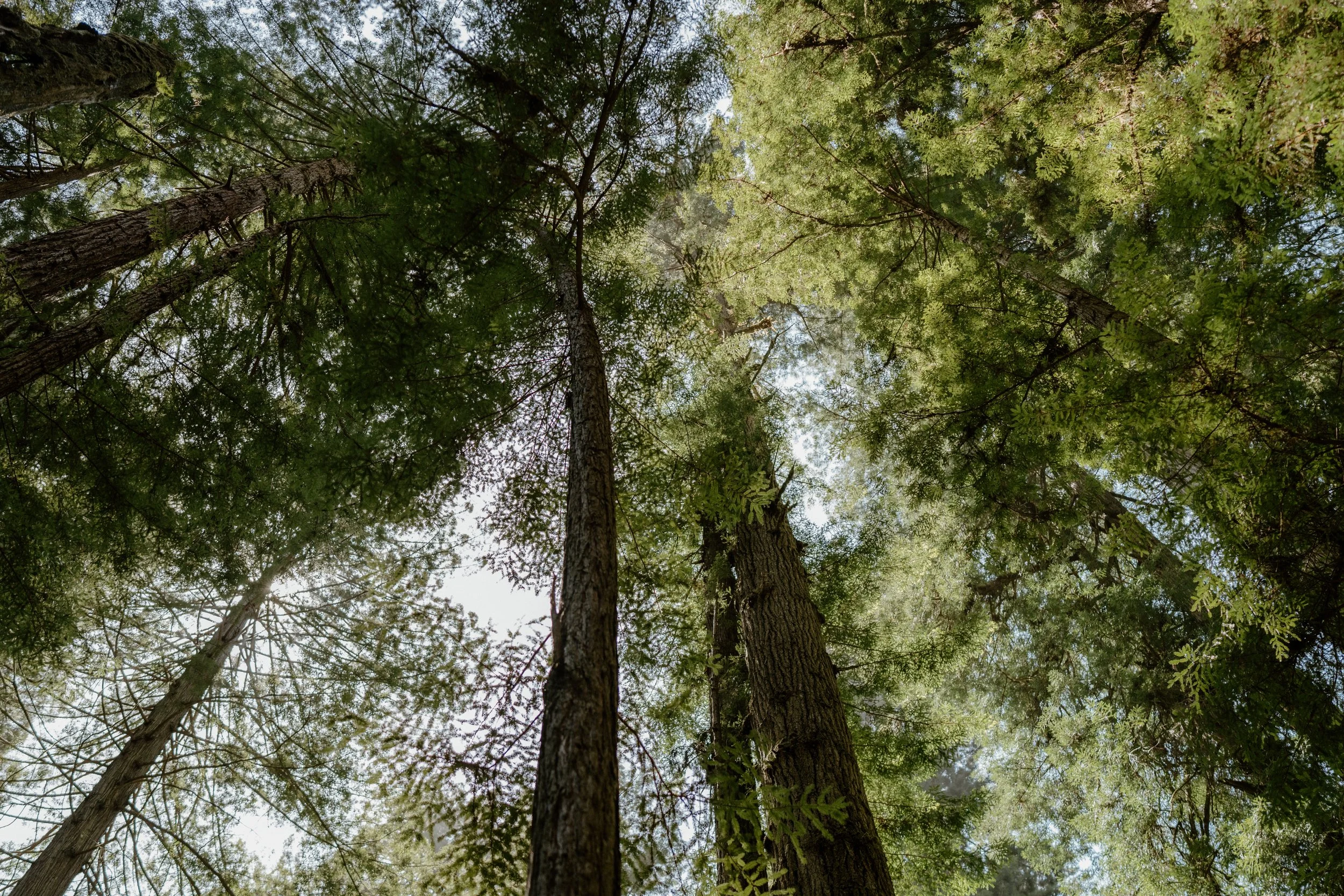 SHERYLANNEPHOTOGRAPHY_REDWOODS_WEDDING1-74.jpeg