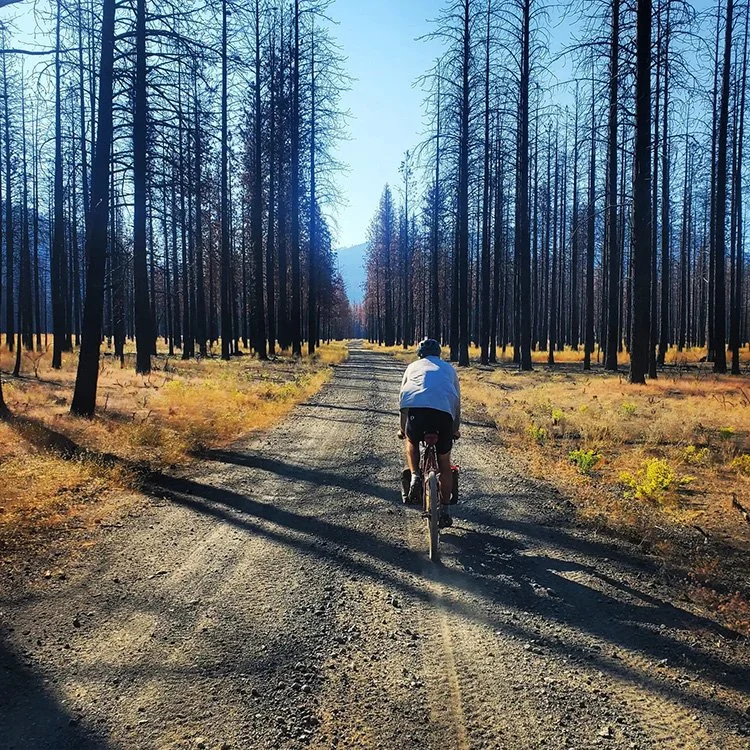 Riding a bike on a dirt road between tall trees