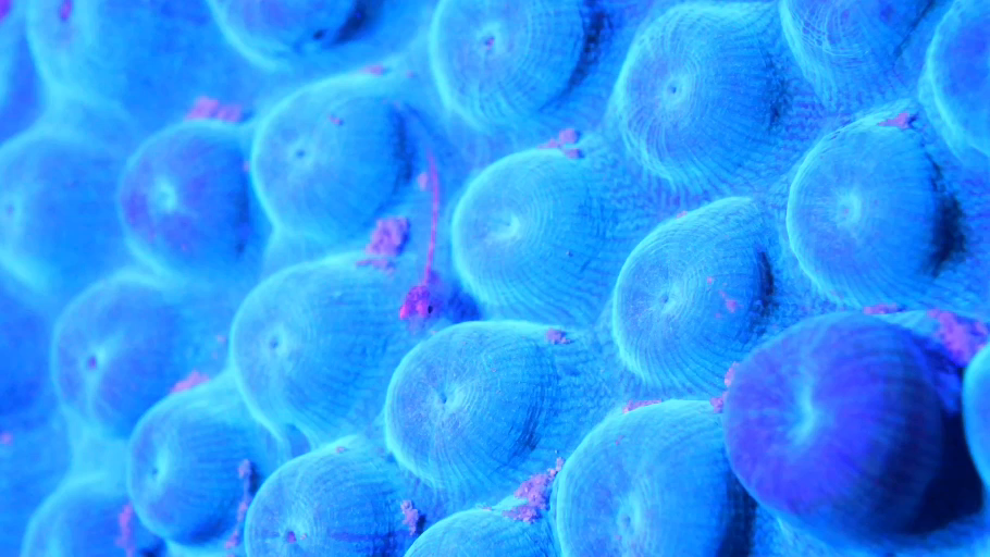 Cosmic_Reef_Still_18.png