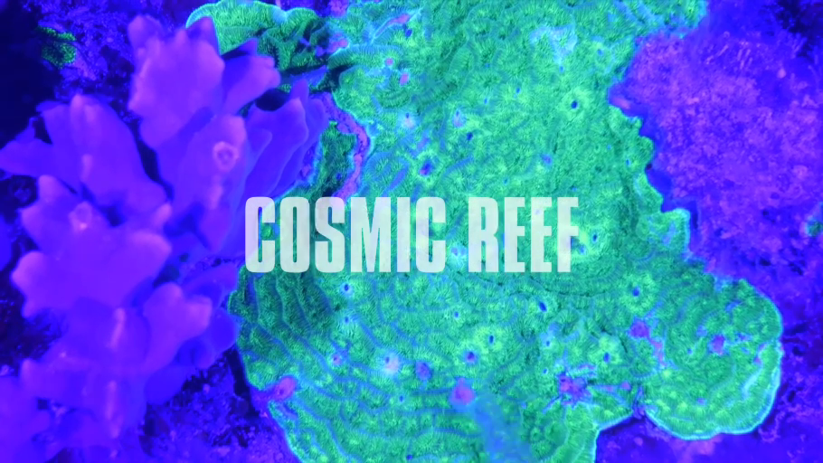 Cosmic Reef