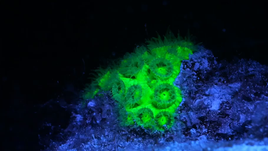 Cosmic_Reef_Still_08.png