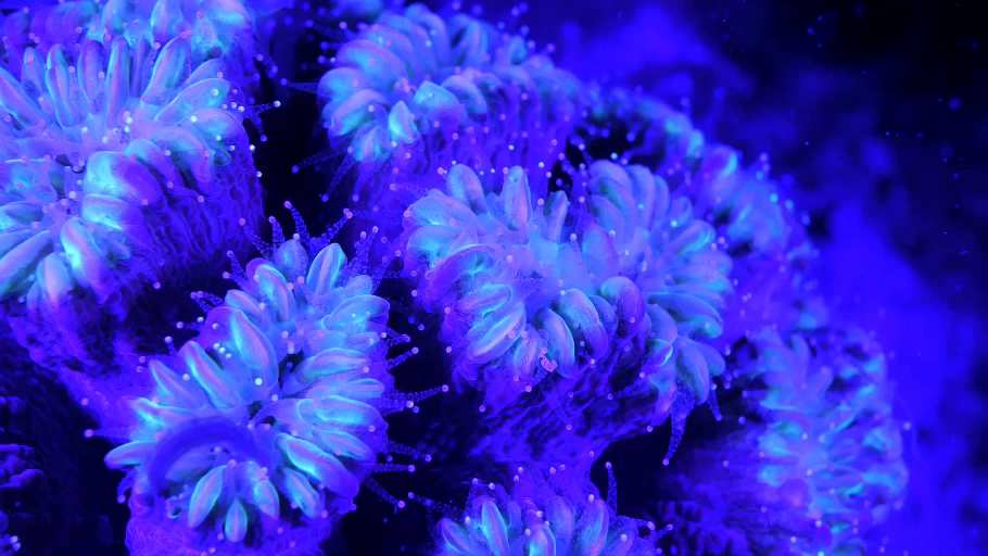 Cosmic_Reef_Still_11.png