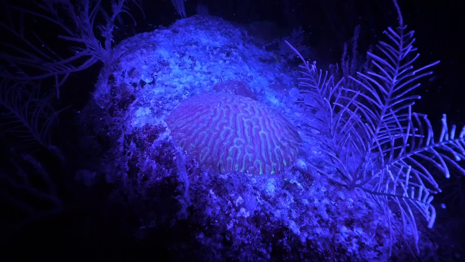 Cosmic_Reef_Still_09.png