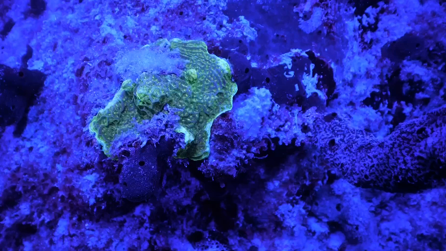 Cosmic_Reef_Still_04.png