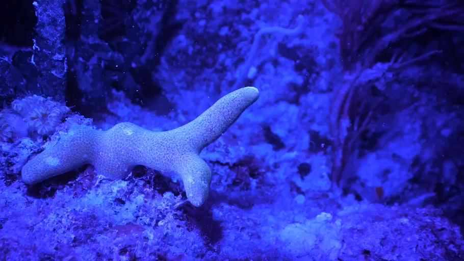 Cosmic_Reef_Still_06.png