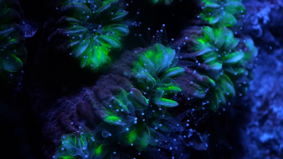 Cosmic_Reef_Still_12.png
