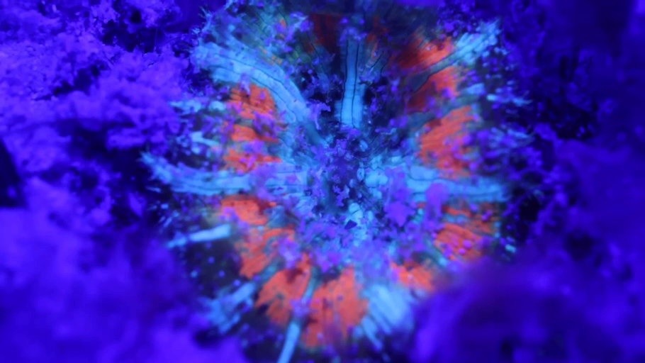Cosmic_Reef_Still_17.png