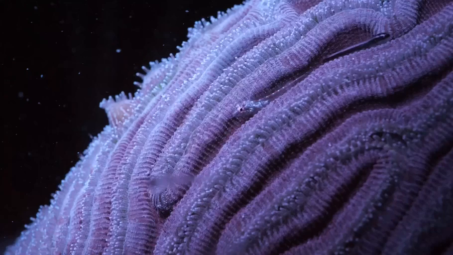 Cosmic_Reef_Still_03.png