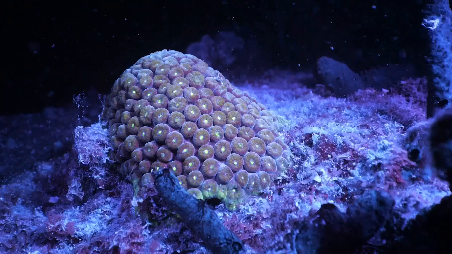 Cosmic_Reef_Still_10.png