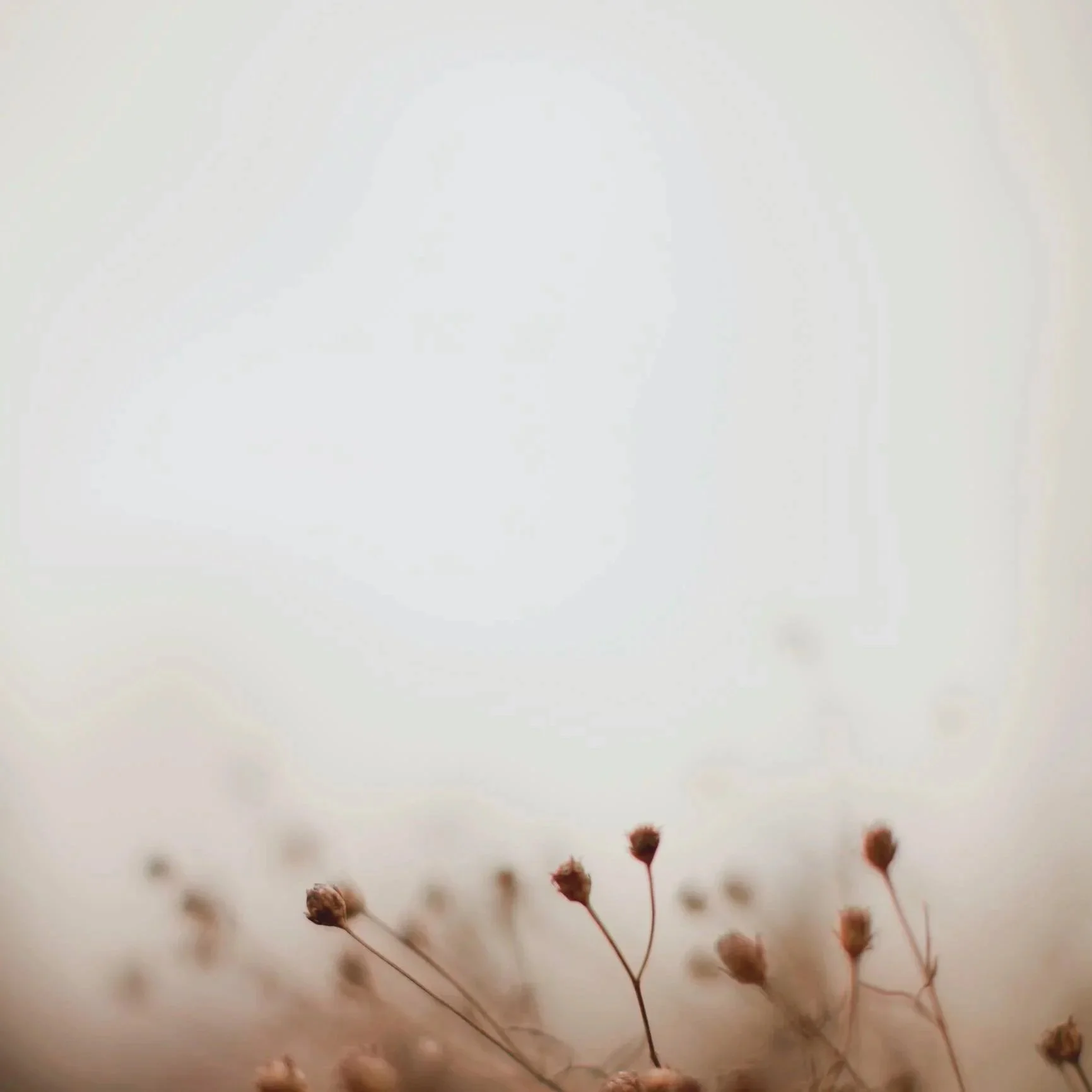 Fleurs séchées au premier plan avec un ciel nuageux en arrière-plan.