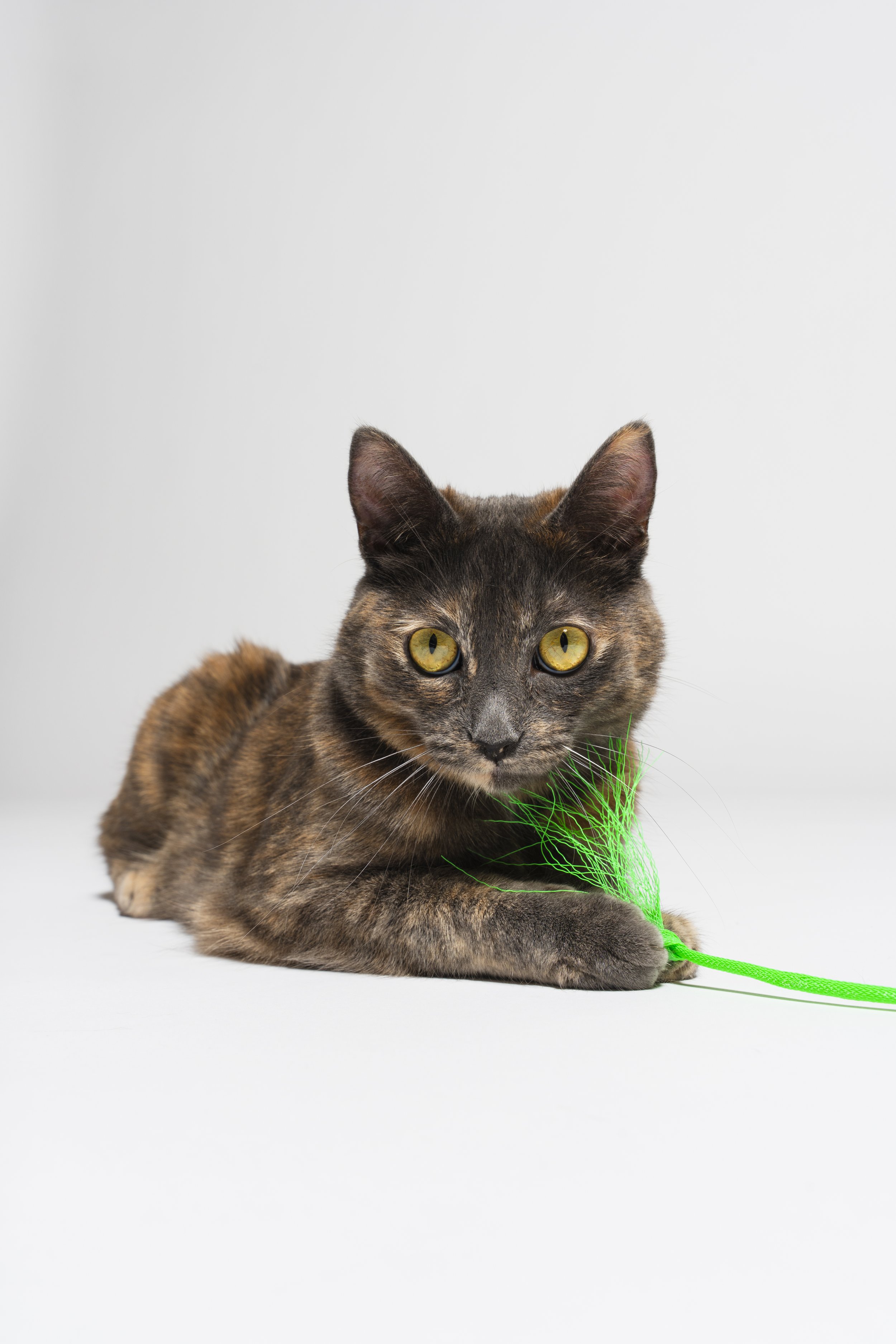 Cool Cat Collective (Coming Soon)