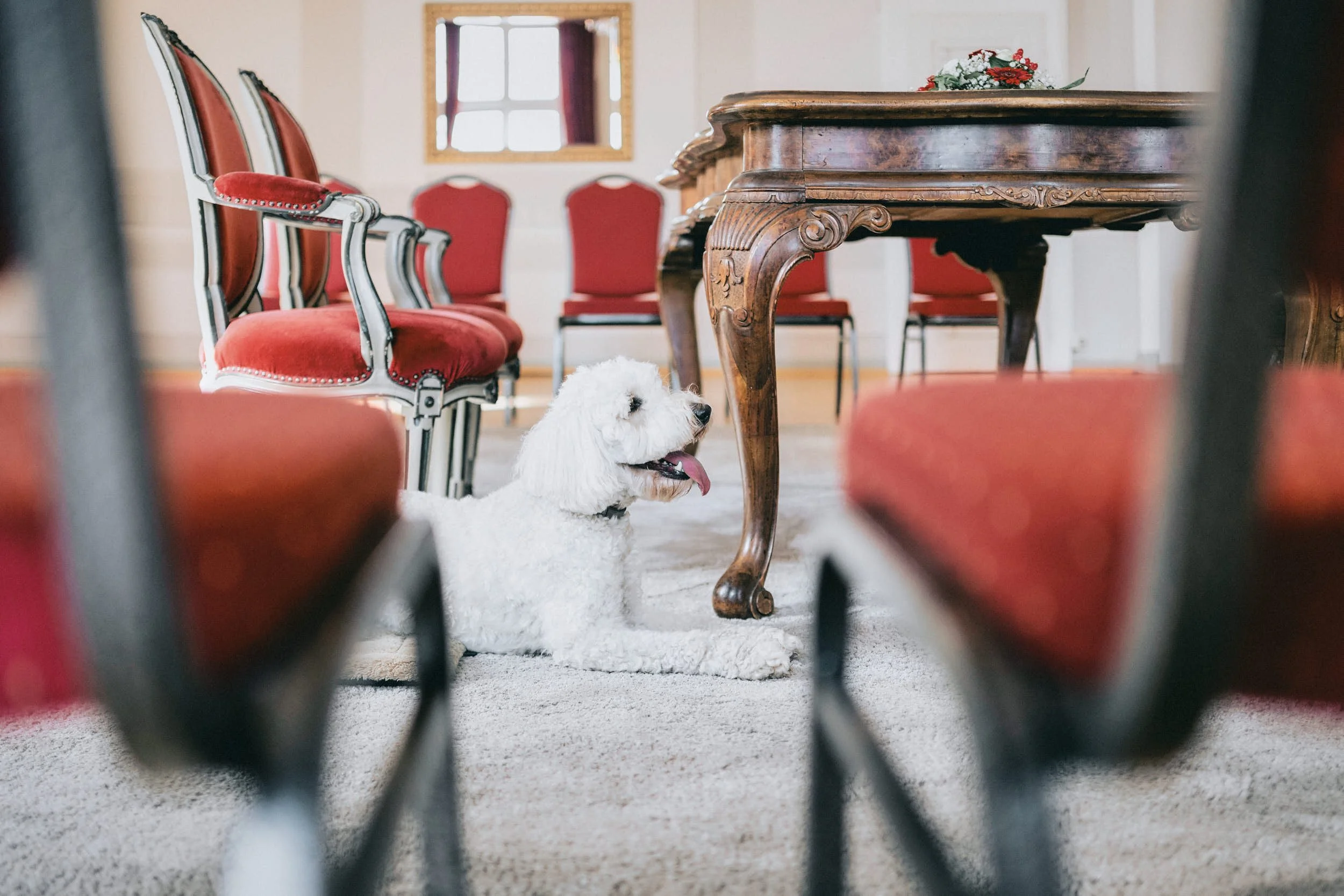 Ein weißer Hund mit lockigem Fell liegt auf einem weißen Teppich im Raum, Blick nach rechts, sichtbar durch das Gitter eines Stuhls, im Hintergrund hat der Raum ein Fenster mit roten Vorhängen, eine Wand mit einem dekorativen Rahmen, ein alter Holzti