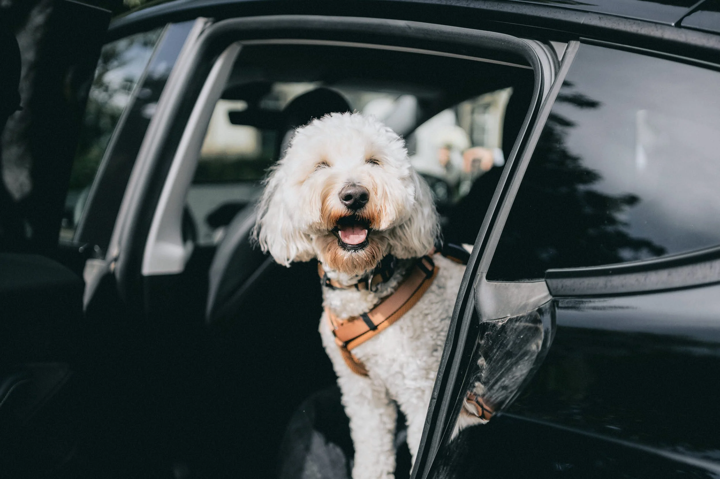 Ein weißer Hund mit lockigem Fell sitzt mit offenem Mund in einem schwarzen Auto, aus dem kaltes Wetter draußen sichtbar ist.